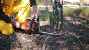 How Our Tree Care Process Works  in  Seneca, SC