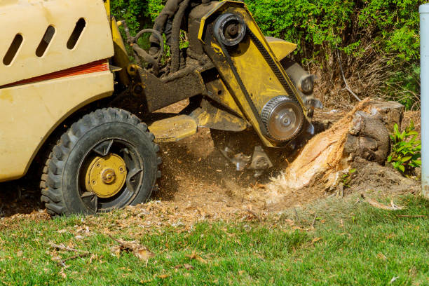 Best Commercial Tree Services  in Seneca, SC