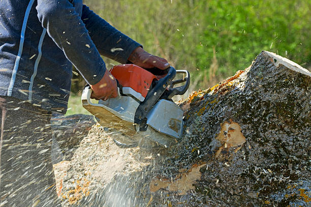 Trusted Seneca, SC Tree Removal Experts